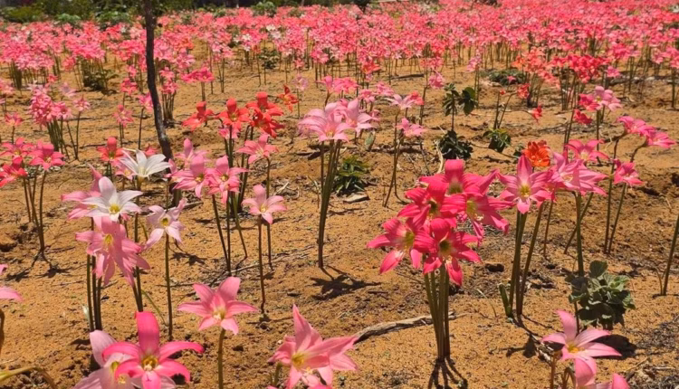 Flores ‘dormem’ na seca e despertam com a chuva na Caatinga